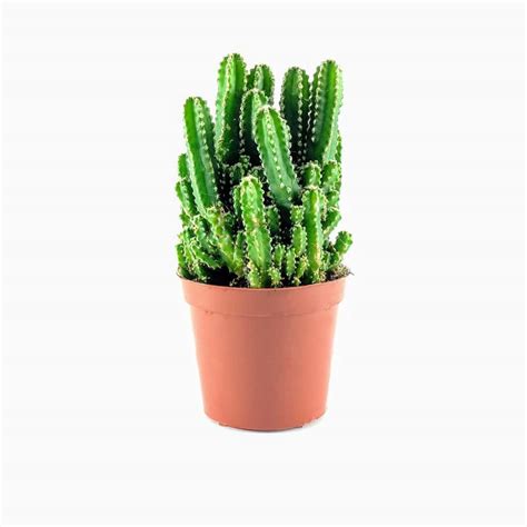 Acanthocereus Tetragonus Cactus Plant Shah Ne Khan Nursery