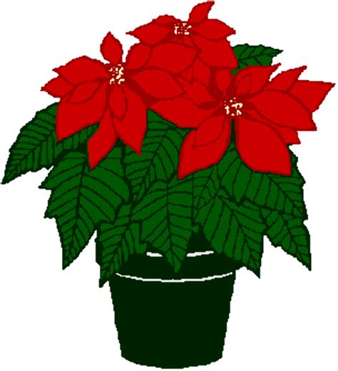 Download High Quality Poinsettia Clipart Plant Transparent Png Images