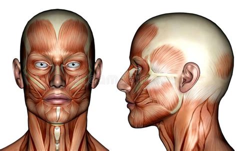 Illustration Face Muscles Stock Illustration Illustration Of Health