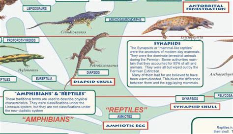 Mammal Poster Shows All Orders And Many Species Poster Is A Great