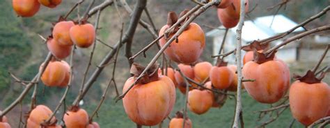 How To Find Harvest And Enjoy American Persimmon Farm And Dairy
