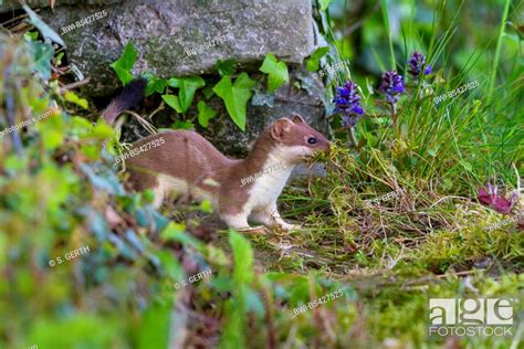 Ermine Stoat Short Tailed Weasel Mustela Erminea In Front Of Its