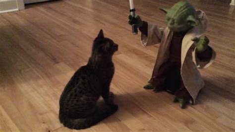 Legendary Yoda And A Cat Youtube