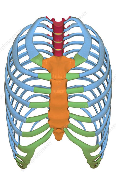 The Thorax Stock Image F0014346 Science Photo Library