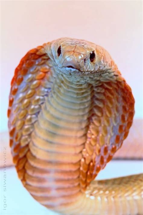 Beautiful Cobra Photo By Igor Siwanowicz Snake King Cobra Snake