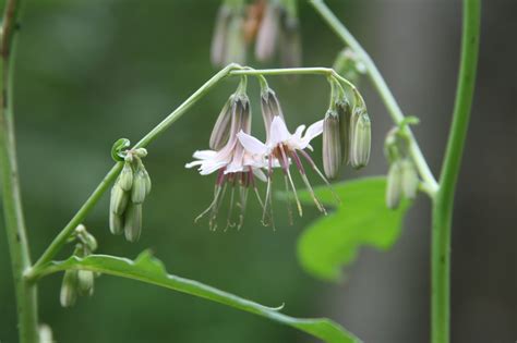 Isabella Conservation District Environmental Education Program Native