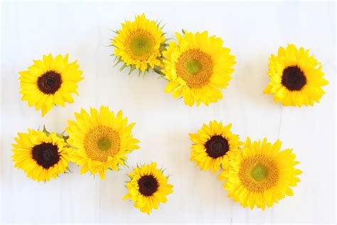 Digital Blooms Desktop Wallpaper 2 Sunflower 5184x3456 Download