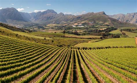 From Cape Town And Stellenbosch Private Wine Tour And Tasting Getyourguide