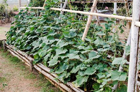 Best Way To Plant Cucumbers In A Vertical Garden In 2021 Vertical