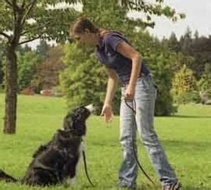 How do i become a certified dog trainer? Sit, Stay, Good Dog: Become a Certified Dog Trainer