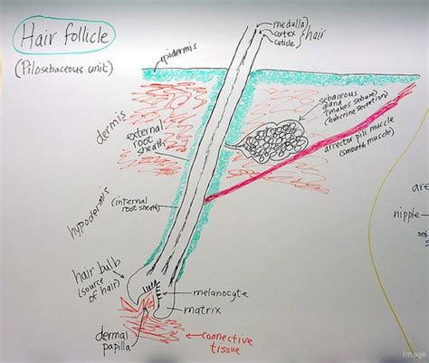 The Symptoms Causes And Treatment Of An Infected Hair Follicle Hair