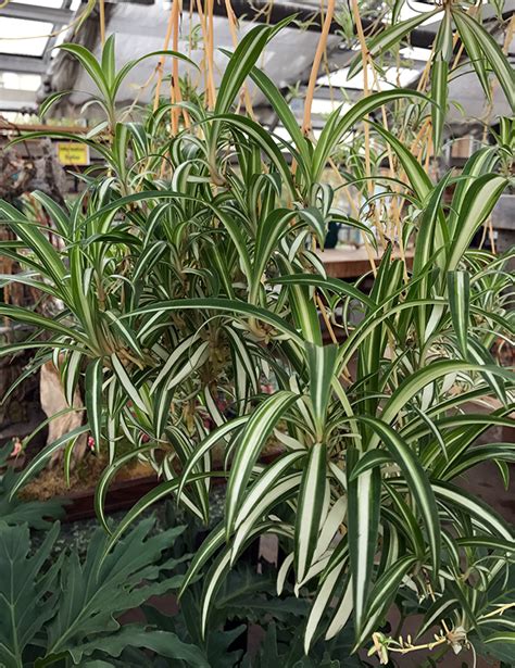 Spider plant and other indoor plants were placed in hospital rooms of the patients recovering from surgery. Houseplants Safe For Cats and Dogs - Hyannis Country Garden