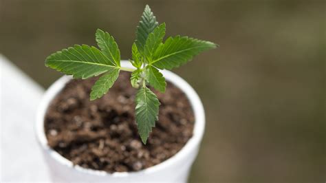 Check spelling or type a new query. How To Successfully Grow One Plant In Your House