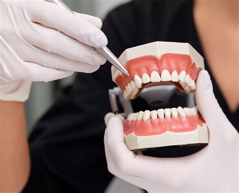 Mengenal Beragam Struktur Gigi Dan Jenisnya Simak Terus