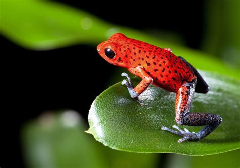 Poison Dart Frog Wallpapers Wallpaper Cave