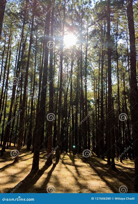 Sunlight Through Forest Pine Forest Stock Photo Image Of Dark