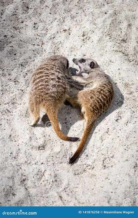 Two Meerkats Suricata Suricatta Play Fighting With Each Other Stock