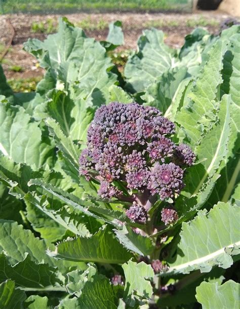 Purple Sprouting Broccoli Greg Alders Yard Posts Food Gardening In
