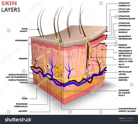 Skin Layers Consist Two Layers Superficial Stock Illustration 164345087