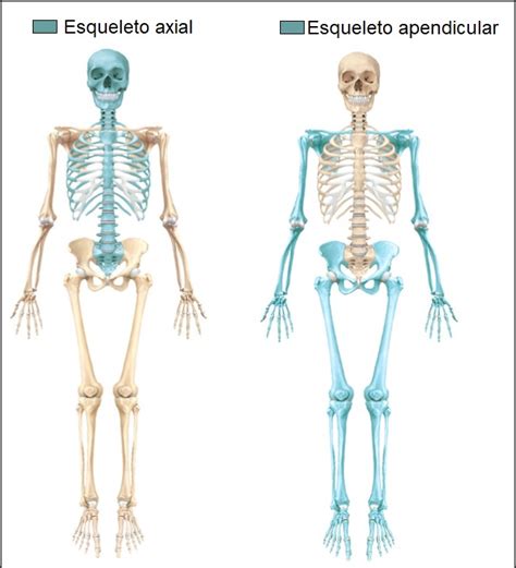 Ossos Do Corpo Humano Anatomia Do Esqueleto Humano Resumo