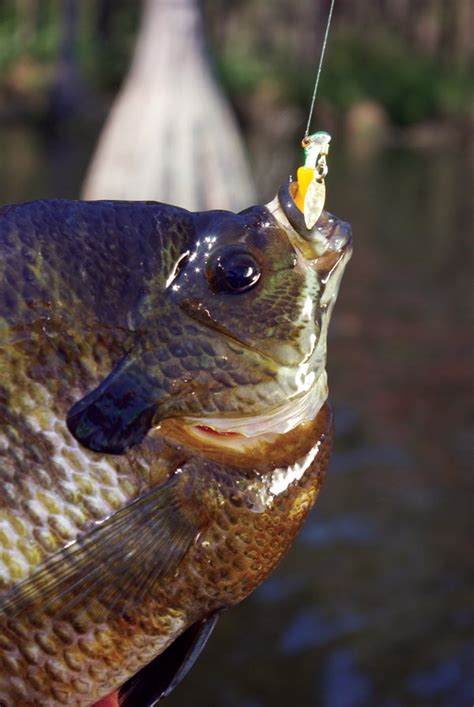 5 Great Bream Lures And How To Use Them The Arkansas Democrat Gazette