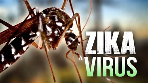 ¿por Qué Hubo Una Epidemia De Zika Naukas