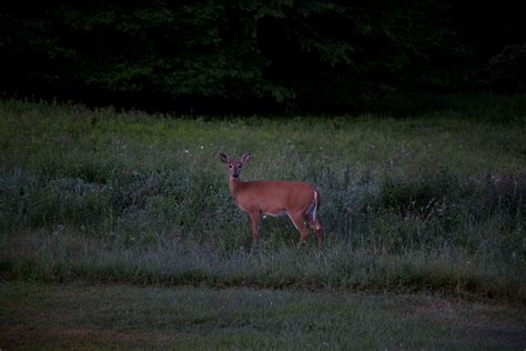 Early Spring Morning Deer Wildlife Free Nature Pictures By