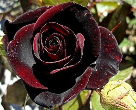Pin By Gretchen Thompson On Pretty Flowers Black Flowers Rose Seeds