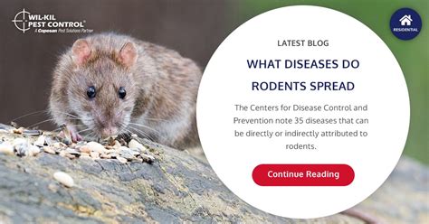 Both pests pose potential threats to human health. What Diseases Are Spread by Rodents and How To Protect ...