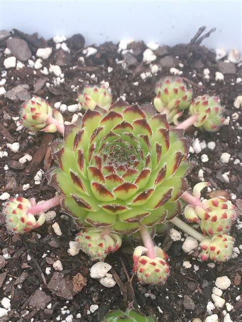 Photo Of The Entire Plant Of Hen And Chicks Sempervivum Beautiful