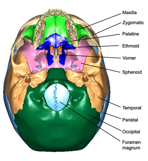 The skull base is the inferior portion of the neurocranium. The Bones of the Skull | Human Anatomy and Physiology Lab ...