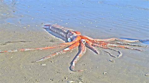 Stunningly intact giant squid washes ashore in South Africa | Live Science