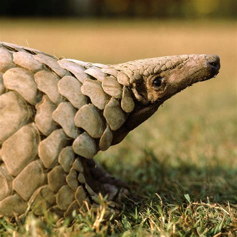 Pangolin is a solitary anteater resembling an artichoke and is the world's most trafficked mammal. Pangolin rescued, three arrested in Nabarangpur - OrissaPOST