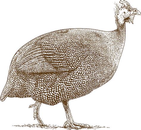 180 Guinea Fowl Illustrations Royalty Free Vector Graphics And Clip Art