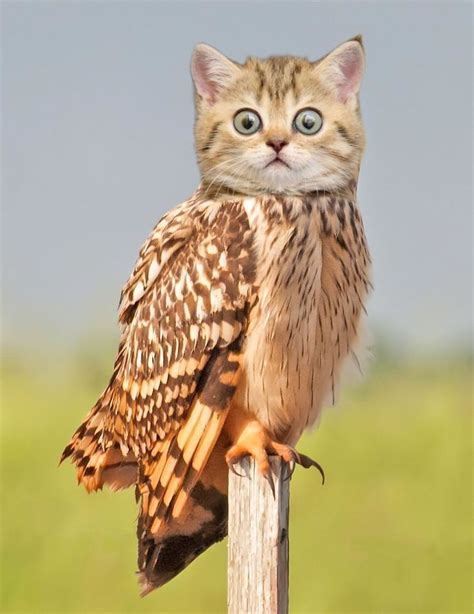 A Cat Sitting On Top Of A Wooden Post With An Owl Like Face And Eyes