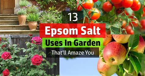 13 Epsom Salt Uses In Garden Thatll Amaze You Plants