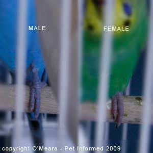 Sexing Parakeets Male Parakeets Have Blue Feet And Toes And Female