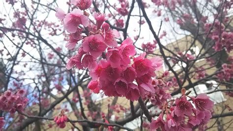 Unique Color of Japanese Sakura (beautiful cherry blossom trees) tell ...