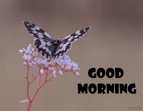 120 Good Morning Images Hd Butterfly Morning Wishes Quotes