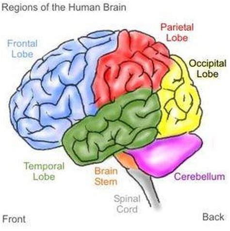 Brain Stem Stroke Symptoms Cognitive Psychology Brain Stem Human Brain