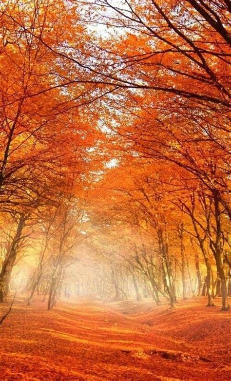 So Visually Appealing Autumn Scenery Fall Photography Nature Nature