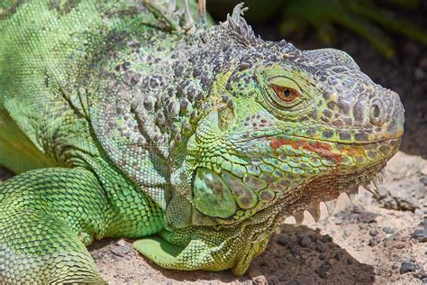 Free Photo Iguana Green Lizard Reptile Free Image On Pixabay