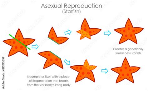 Starfish Sea Star Regeneration Reproductive By Regeneration With Stage