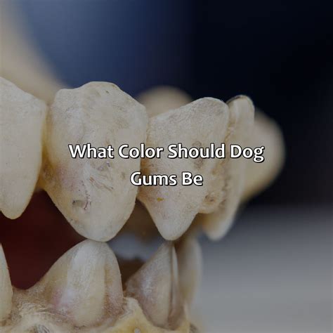 What Color Should Dog Gums Be