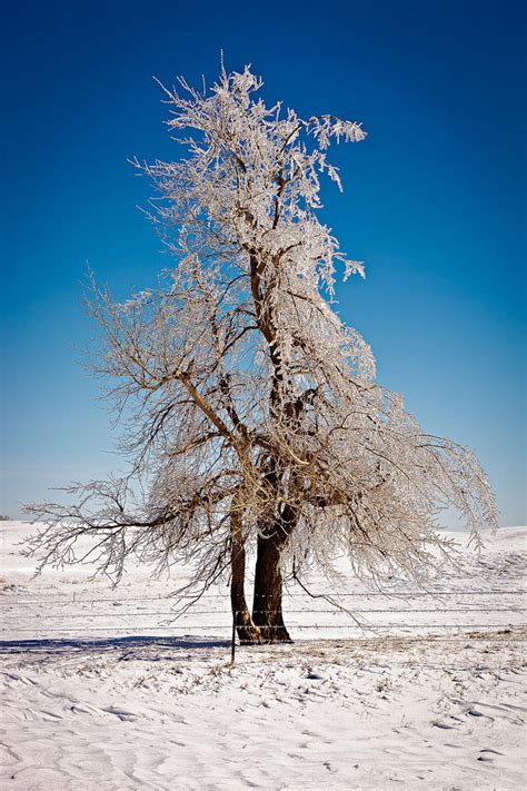 Portrait Of A Tree In Winter By Dkwynia On Deviantart