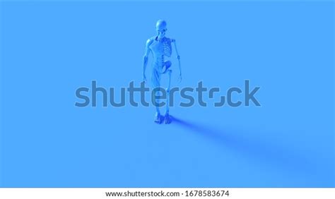 Blue Ecorche Anatomical Model Front View Stock Illustration 1678583674
