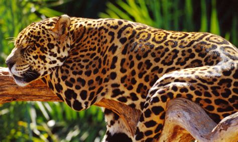 Not all these species are so cool. Amazon - WWF Doing Image | Photos | WWF