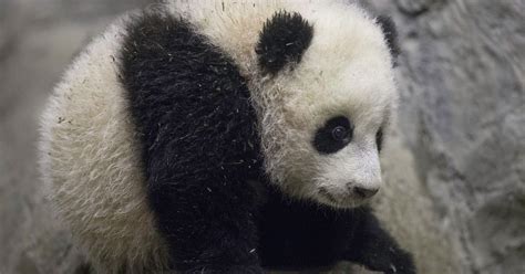Was Dieser Panda Macht Ist Unglaublich Süß