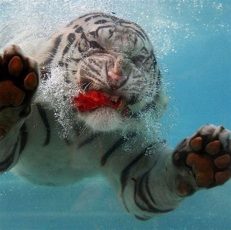 Swimming Tiger Animal Photography Animal Pictures Animal Photo