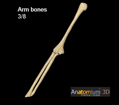 Human Arm Bones 3d Model Fbx